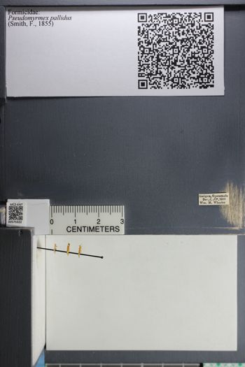 Media type: image;   Entomology 575322